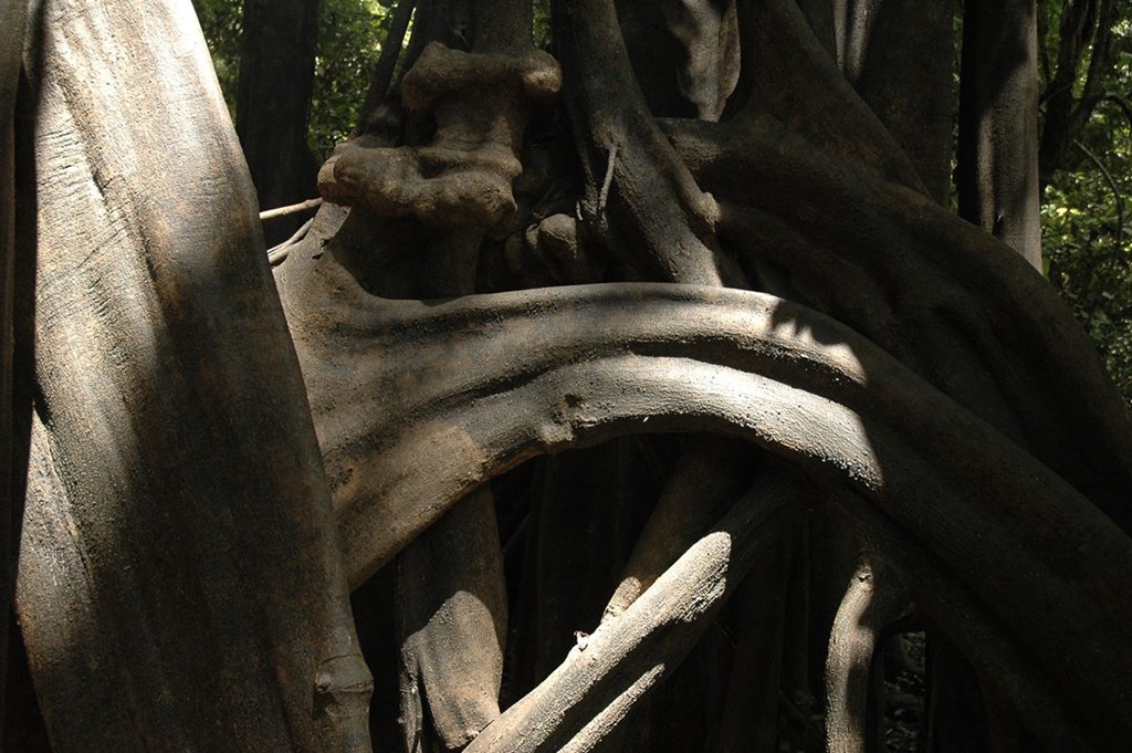 268   Amazonia, Peru